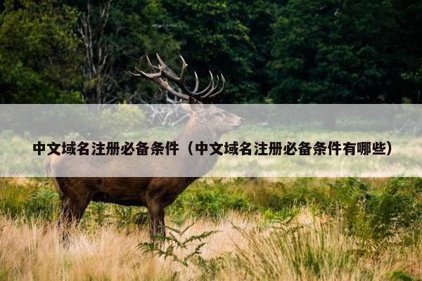 中文域名注册必备条件（中文域名注册必备条件有哪些）