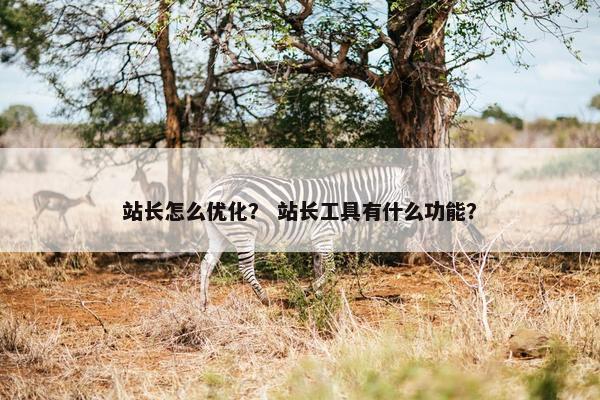 站长怎么优化？ 站长工具有什么功能？