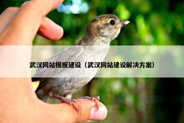 武汉网站模板建设（武汉网站建设解决方案）