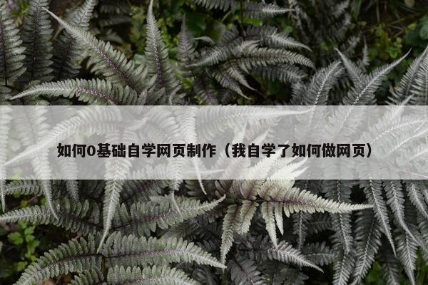 如何0基础自学网页制作（我自学了如何做网页）