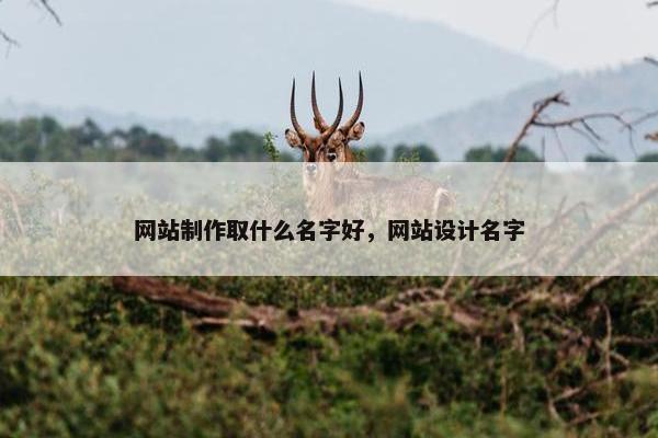 网站制作取什么名字好，网站设计名字