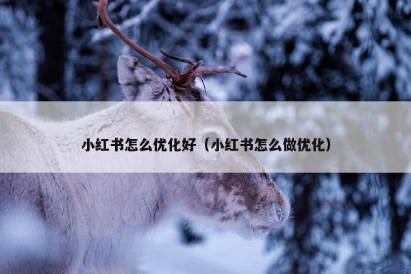 小红书怎么优化好（小红书怎么做优化）