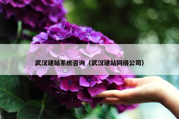 武汉建站系统咨询（武汉建站网络公司）