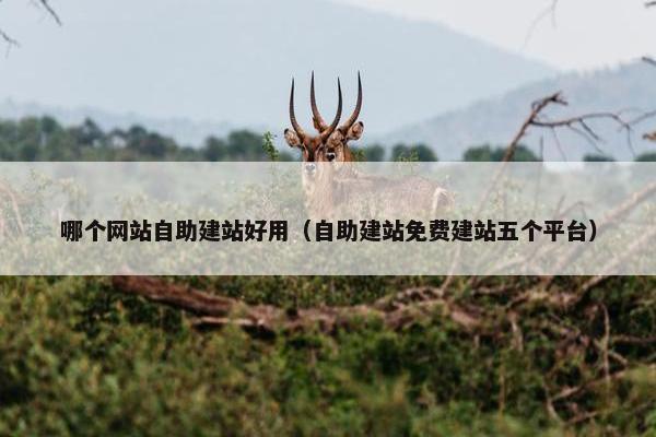 哪个网站自助建站好用(自助建站免费建站五个平台) 哪个网站自助建站好用(自助建站免费建站五个平台)
