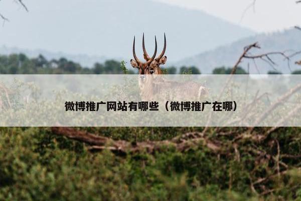 微博推广网站有哪些（微博推广在哪）